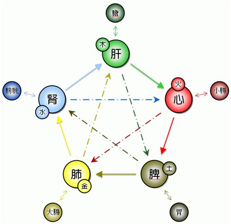 五型人格金木水火土|五行人格:理論簡介,套用價值,理論基礎,身形特徵,性格特徵,養生表,。